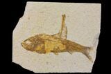 Bargain Fossil Fish (Knightia) - Wyoming #150611-1